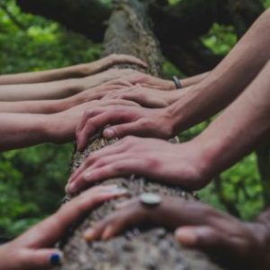 Group logo of Noosa Community Board (uncensored)