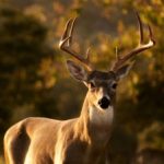 Group logo of Spirit Animal Messages